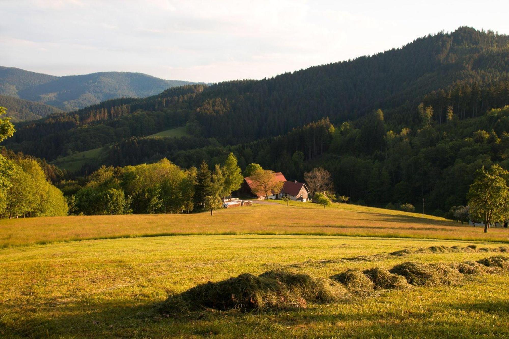 Ferienwohnung Am Kapellenberg - Am Rande Des Nationalparks Schwarzwald Bad Peterstal-Griesbach Exterior photo